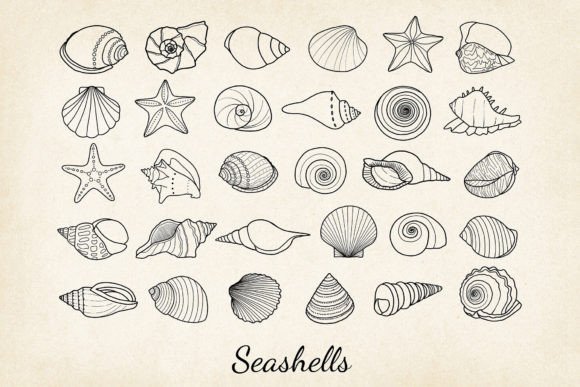 Download 30 X Hand-drawn Seashells SVG, EPS, PNG - Eps Collection
