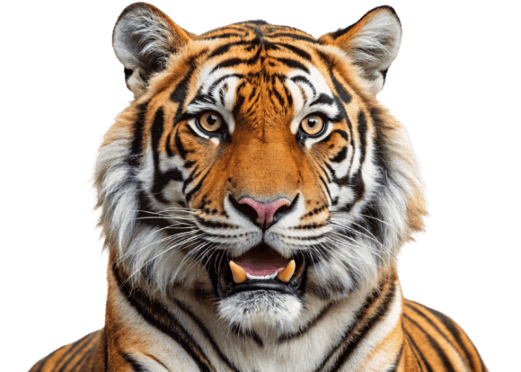 Download Funny Lion Png Sticker Designs for Kids - Png sticker Collection